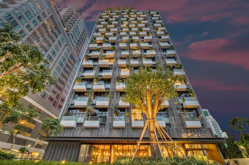 Siamese Exclusive 31